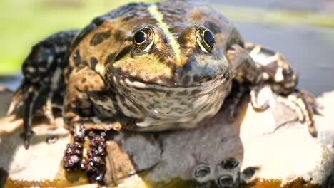 big brown and green frog sitting motionless on floating plants, close up