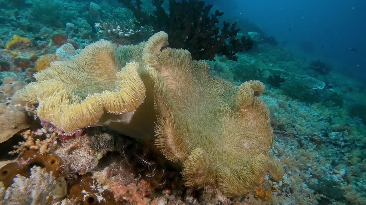 A heathy leather coral waving gently in light current