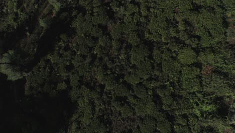 Cineamtic-revealing-shot-of-a-Tea-Plantation-Located-on-a-cliff-in-Sri-Lanka