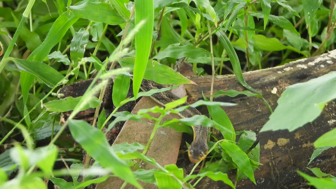 colúbridos en busca de alimento - verde - negro