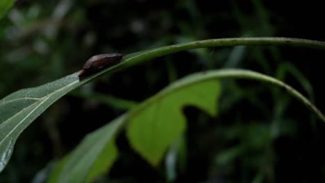 Primer-Plano-De-Caracol-Bebé-Marrón-Descansando-Sobre-Una-Hoja-En-La-Selva-Profunda-De-Indonesia