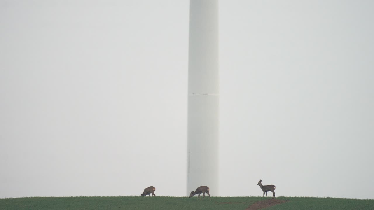 풍력 터빈 앞 안개 낀 들판을 걷고 있는 노루, 자연 공존 개념