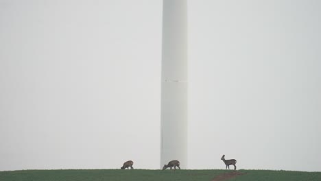 roe deer walking on misty field in front of wind turbine, nature coexist concept