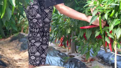 mexican woman farmer plucks ripe red chili peppers from plants and harvesting them to the basin on the ground