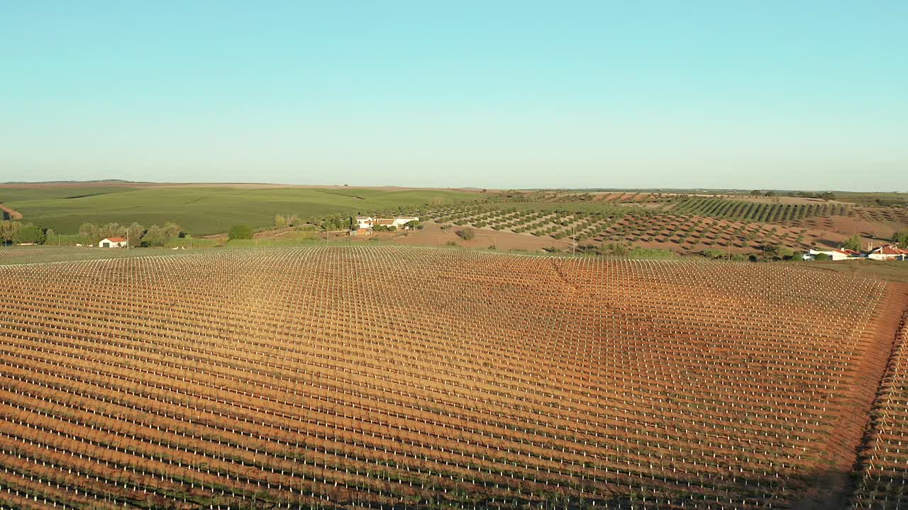 olivar montañoso de árboles recién cosechados durante el verano, europa