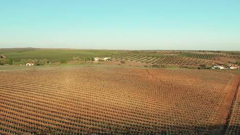 Olivar-Montañoso-De-árboles-Recién-Cosechados-Durante-El-Verano,-Europa