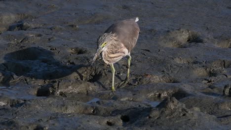una de las garzas de estanque encontradas en tailandia que muestran diferentes plumajes según la temporada
