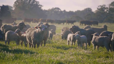 mob-of-livestock-animals,-dual-purpose-Purebred-Corriedale-and-cows-in-pasture