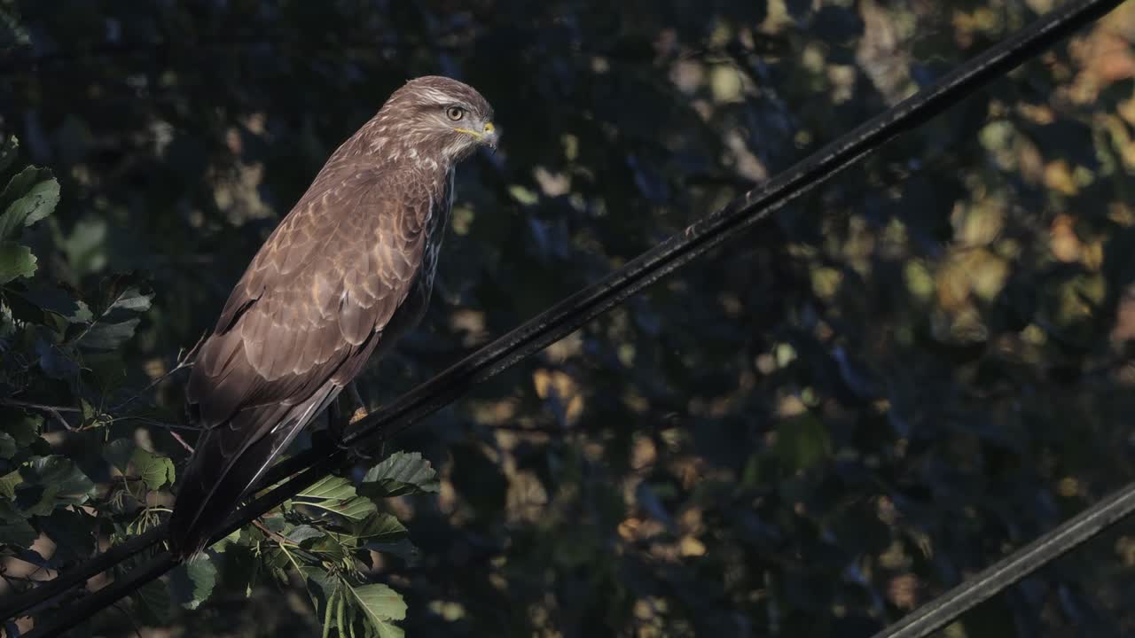 Fjellvåk (buteo buteo) venter på bytte