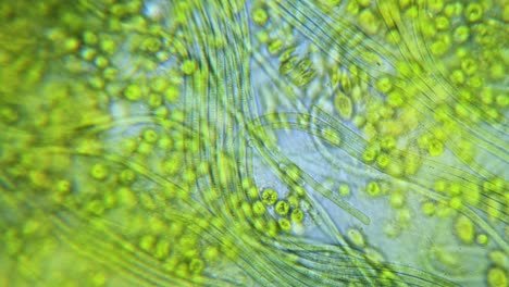 movimiento de cianobacterias y algas verdes bajo el microscopio