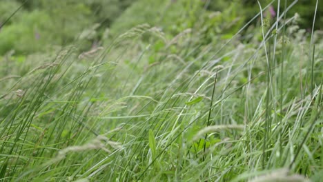 Grasses-blowing-in-the-wind-close-up,-slow-motion,-Sony-FX30