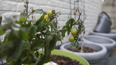 Tomates-Cherry-Vibrantes-Recién-Cultivados-En-Casa:-Frescos-Y-Orgánicos,-De-Agricultura-Casera