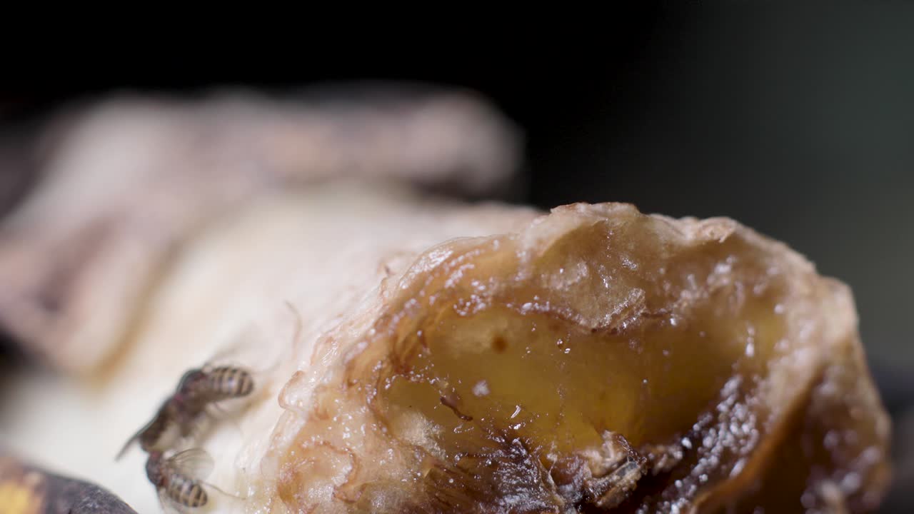 과도하게 익은 은 바나나를 먹는 식초 파리