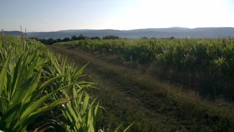 cornfield in franconia with fichtelgebirge in the background + dirt road - 7