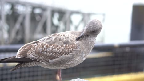 Möwe-Thront-Auf-Blick-Auf-Die-Bucht