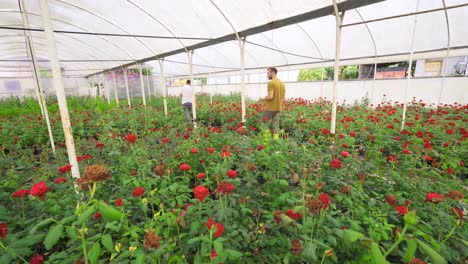 floristas trabajando en el invernadero.
