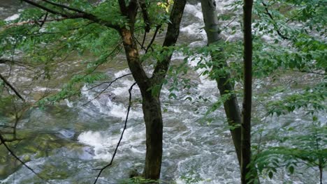 Wissahickon-Creek-Fließt-über-Steine-Hinter-Bäumen