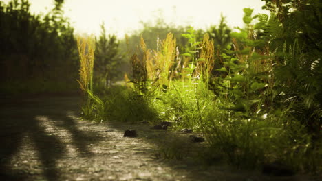 dirt-country-road-in-the-field-in-autumn-on-a-sunny-day