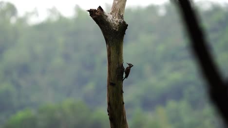 Pájaro-Carpintero-De-Hierro-Indonesio-O-Pájaro-Carpintero-Picoteando-Un-árbol-En-El-Bosque-De-Indonesia-En-Un-Día-Soleado