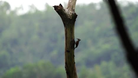 pelatuk besi indonesia or woodpecker pecking on tree in indonesian forest on sunny day