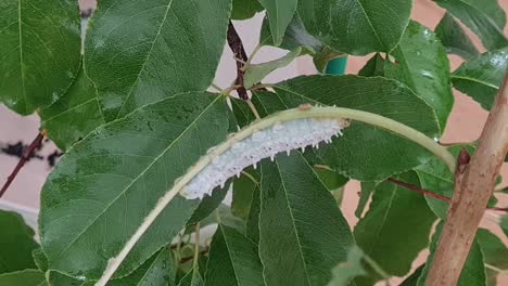 Static-shot-of-white-caterpillar-climbing-a-small-branch