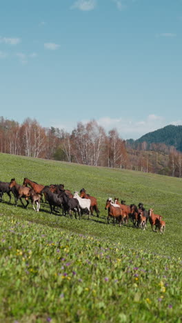 herd of horses with foals runs following black leader uphill at tranquil highland slow motion. domesticated equine animals free roam on meadow in autumn