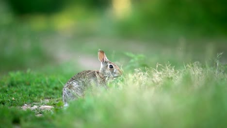 mountain cottontail jumping in slow motion