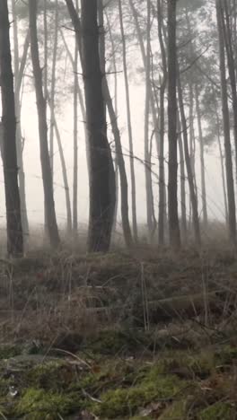 bosque de pinos de niebla