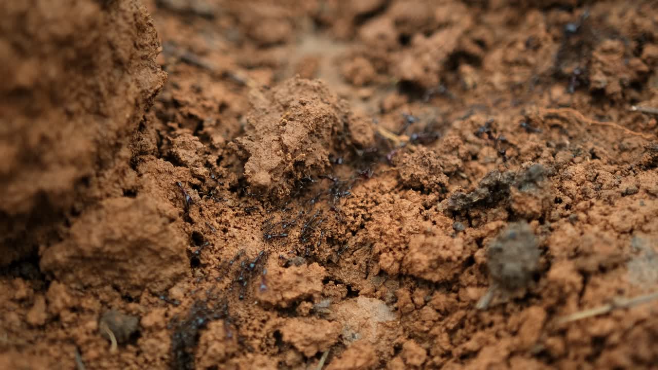 Macro primo piano di formiche legionarie che formano un percorso di foraggiamento coordinato sul suolo della foresta, un comportamento collettivo tipico delle colonie di caccia in sciame.