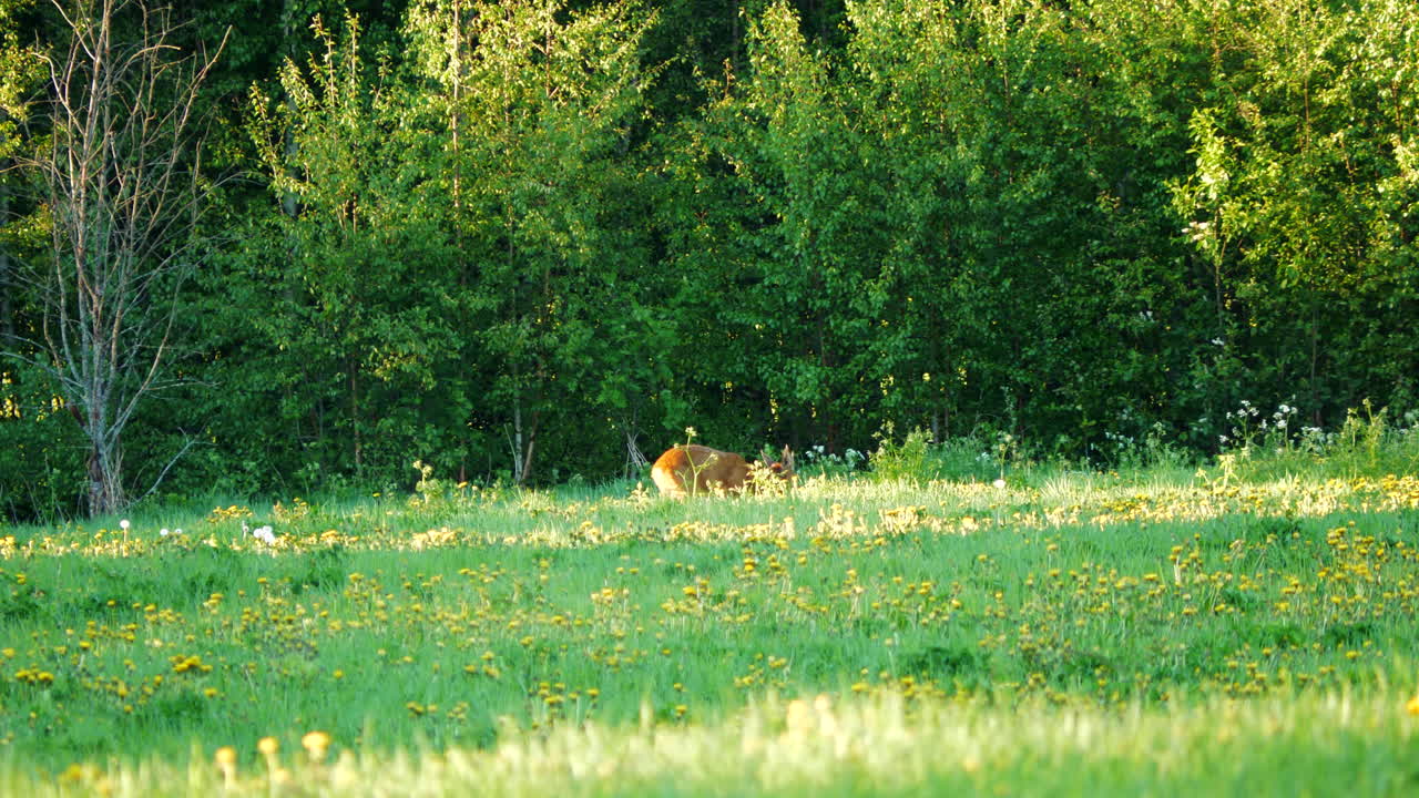 corzo macho pastando en un hermoso prado con flores y bosques
