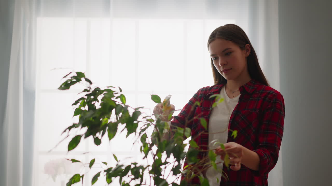 행복 한 젊은 여자 는 집 에서 큰  ⁇ 은 피쿠스 식물 을 스프레이 한다