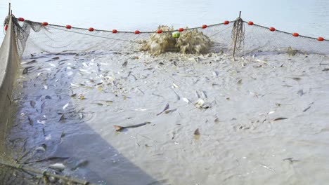 fish harvesting in a fish farm
