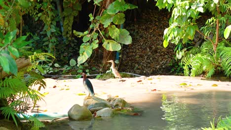 a chinese pond heron stands by a tranquil waterfall in lush greenery, captured in natural lighting in bangkok, thailand