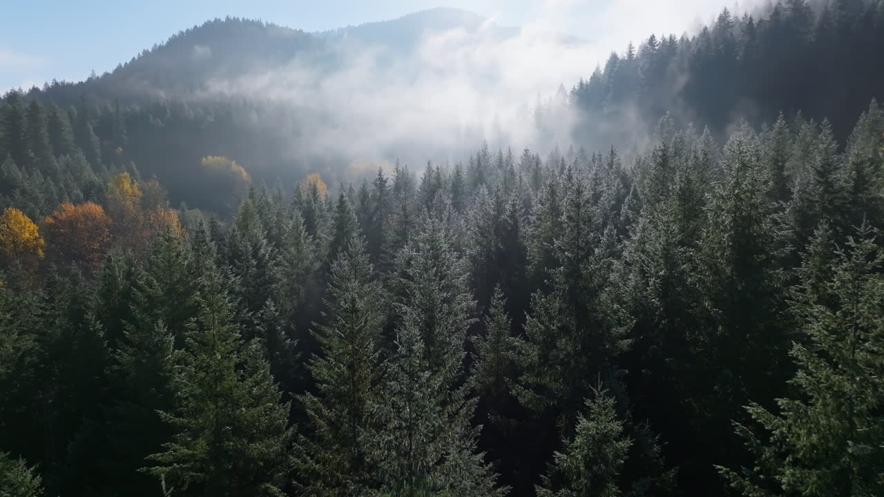 Alberi sempreverdi verde menta freddo con betulle gialle in lontananza coperte di nebbia, Pacifico nord-occidentale