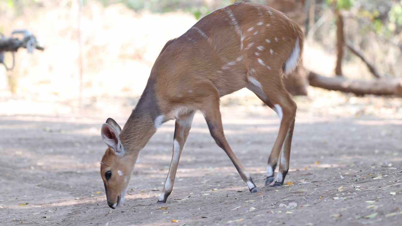 A female bushbuck sniffs the dry ground for food while walking through a campsite, Mapungupwe National Park.