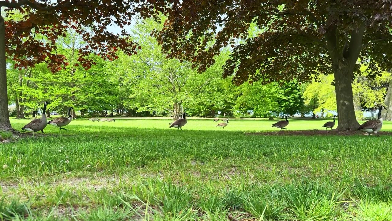 Oche che camminano sull'erba in un parco pubblico circondate da alberi, di giorno, in primavera.