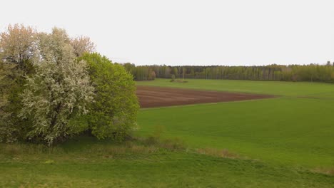 Drone-Volando-Más-Allá-De-Los-árboles-Y-Revelando-Un-Campo-Marrón