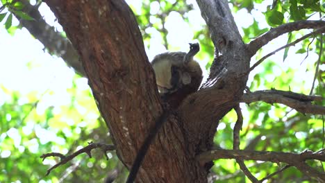 White-Footed-Tamarin-cleaning-itself-near-genitals-in-tree,-monkey-behavior,-slow