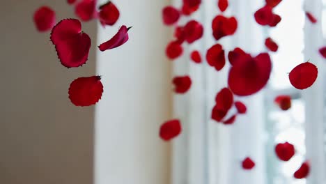 falling rose petals