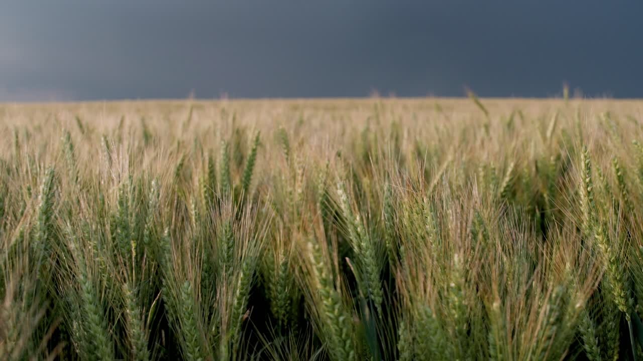 도르도네 에서 폭풍 이 불어오는 동안의 밀 ⁇  풍경