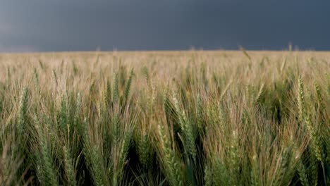 Paisaje-De-Campo-De-Trigo-Durante-Una-Tormenta-En-Dordogne