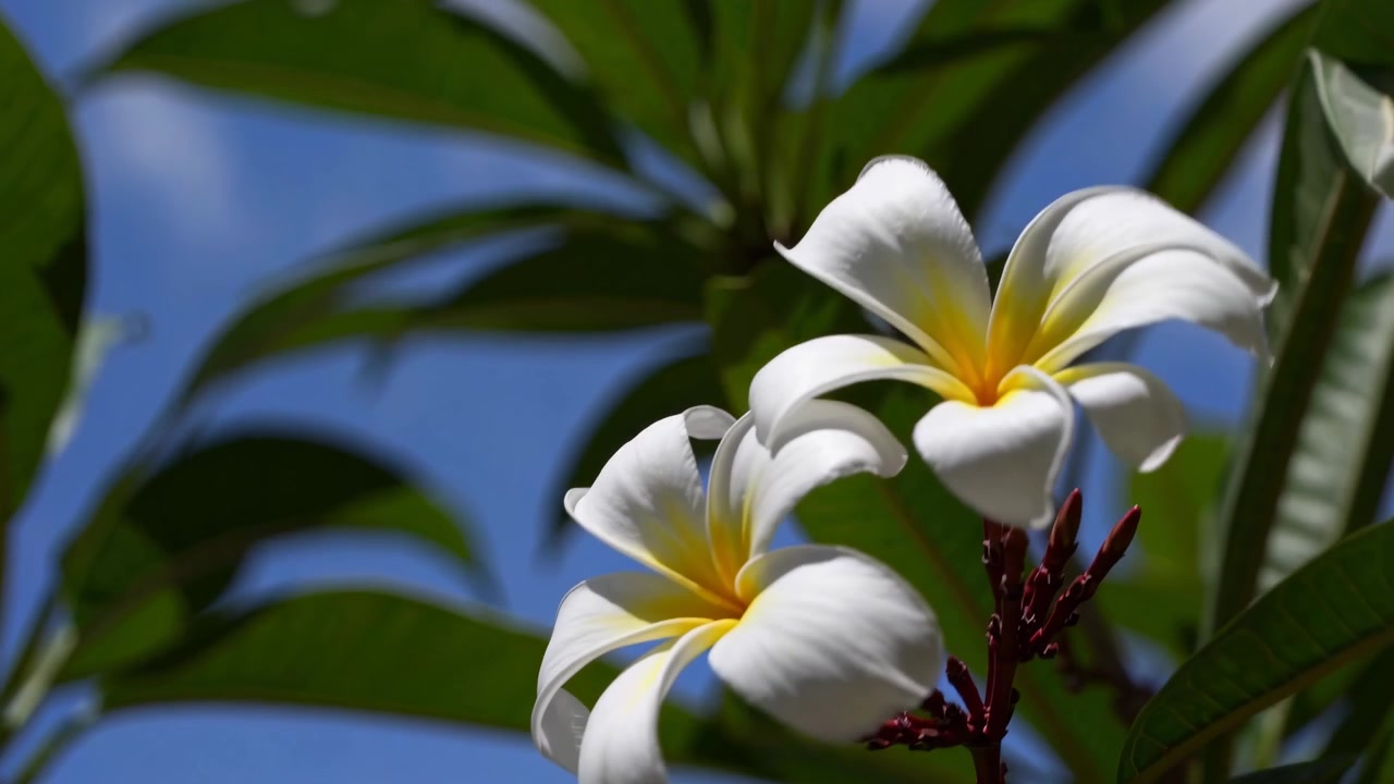 Hvite plumeriablomster som blomstrer mot en blå himmel