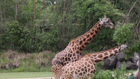 jirafas comiendo hojas y socializando en la naturaleza