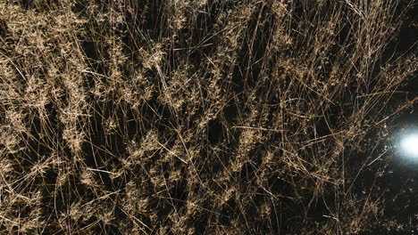 dried grass reeds over swamps in bell slough state wildlife management area, arkansas usa