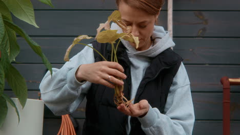 mujer repotando una planta de interior