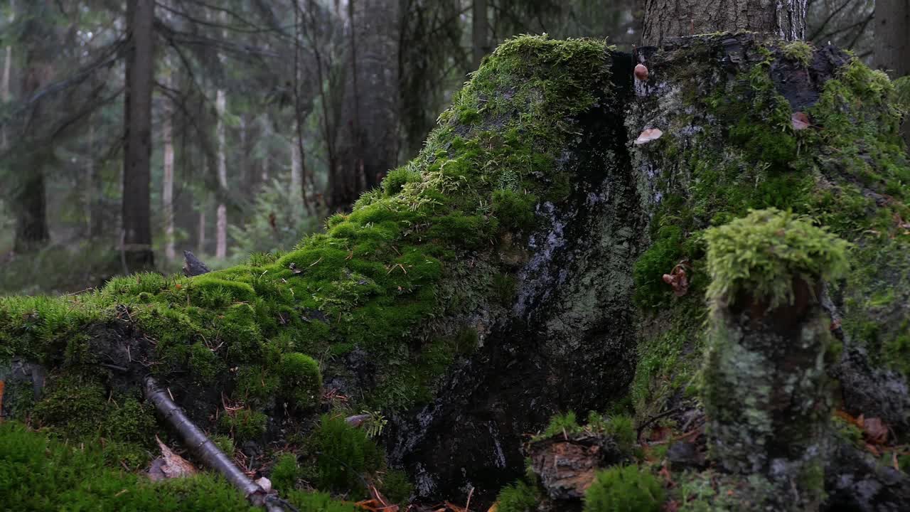 tronco de árbol cubierto de musgo verde en un bosque de hoja perenne