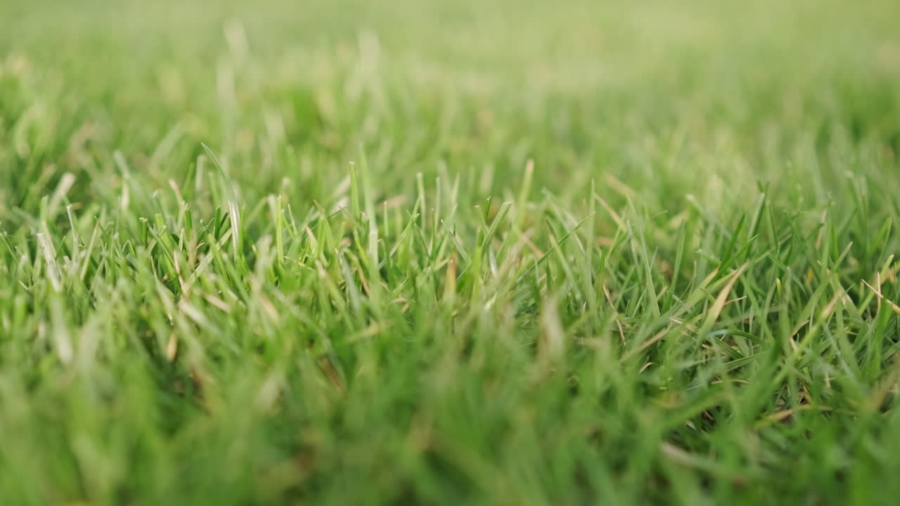 아름다운 화창한 날에 갓 자른 풀잎이 있는 녹색 잔디 - 선택적인 초점, 슬라이더 오른쪽