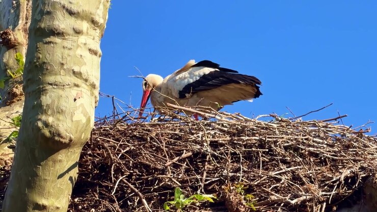 Close-up of white stork in large nest on top of tree against blue sky
