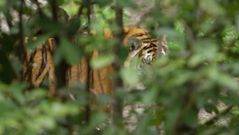 tiger spots you through the forest slow motion