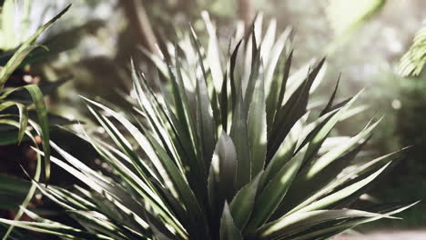 bosque tropical con plantas y árboles a la luz del sol